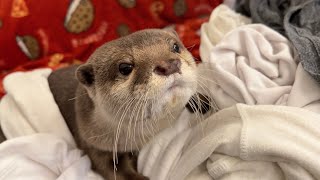飼い主の大量のお下がりの服をもらったカワウソの反応は…？ How did the otter react to receiving his owner's clothes?