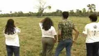 Projeto tenta salvar a Arara Azul da extinção.