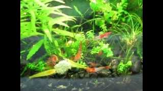 Red Rilli and yellow neo shrimp