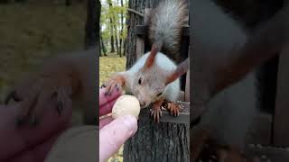 И орешек на вынос / And a nut to take away