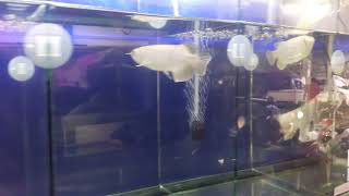 Arwana Pino Platinum