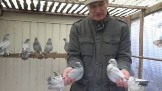 Tauben / Pigeons / Мои голуби / Germania / 30.10.2016 / Рассказываю про породу голубей-касаны 1 ч.