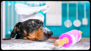 A compliment from dog chef! Cute & funny dachshund video!