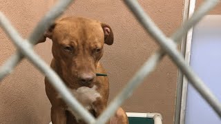 This dog was nearly euthanized twice because he's a pit bull. See his life now.