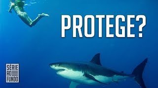 Pulseira anti-tubarão funciona? Tem VAR no surf? - SAF Responde #18