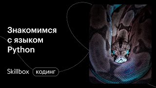 С чего начать программирование на Python? Интенсив для начинающих программистов