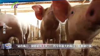 【財經速遞】今年最大的風口，是養豬行業