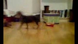 our new dog elsi
