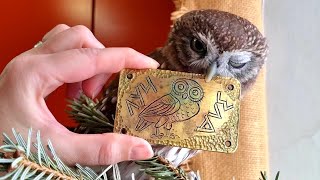 Какую мы куйню для совёнка Лучика скували! Упоротого сыча видали? В Греции их много!