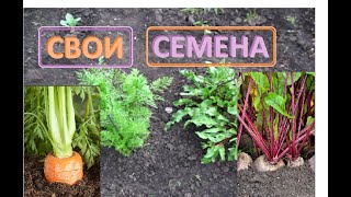Семена Моркови и Свеклы как вырастить своими руками