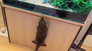 水槽の中が気になり過ぎる、お魚大好きカワウソ Otter loves fish and can't wait to see what's inside the tank