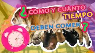 Cuanto Tiempo Deben Comer los Cachorros de la Madre?, Cuidado de Camadas