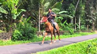 Horse ride in Chengannur  Kerala