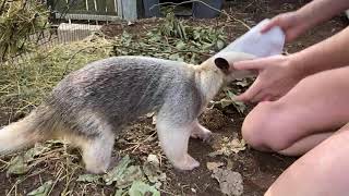 Home Safari - Zoofari Edition - Tamadua