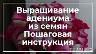 Выращивание адениума из семян пошаговая инструкция | toNature.Info