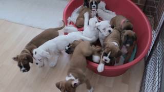 ELEVEN BOXER PUPS IN A LITTER!