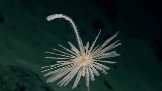 Stunning Display of Biodiversity on Un-surveyed Seamount | Nautilus Live