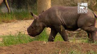 Black Rhino Calf Kendi Getting More Comfortable Outside - Cincinnati Zoo