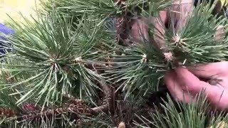 Cowden Castle Japanese garden, special pruning techniques of Pinus Nigra nana.