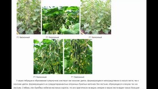 Суперпучковые огурцы