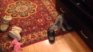 Scottish fold kitty шотландская вислоухая кошка
