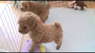 生後45目(4)☆トイプードル「うらら」とかわいいパピィたち☆　20090208