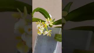 Gastrochilus japonicus