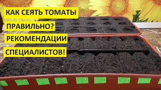 Посев томатов по всем правилам! Как раскладывать семена томатов в бороздки и на какую глубину?