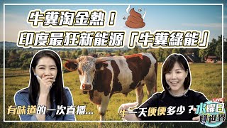 牛糞淘金熱！印度最狂新能源「牛糞綠能」| 水曜日聊世界ep33精華