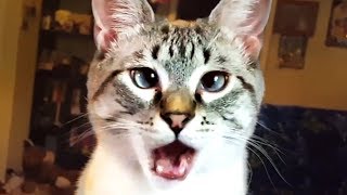 THE BEST CUTE AND FUNNY CAT VIDEOS OF 2019! ?