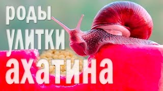 Роды УЛИТКИ ахатина