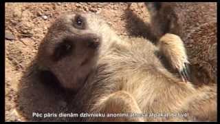 Брошенные экзотические животные