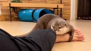 カワウソさくら 最後にすごい粘り強さをみせる抱きしめ Finally, a strong hug otter
