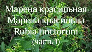 Марена красильная. Марена красильна. Rubia tinctorum. (часть 1)
