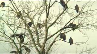 Wild Bald Eagles on Chehalis Flats