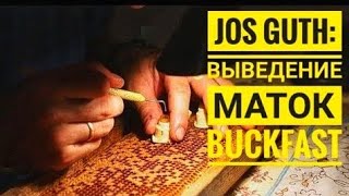 Вывод маток по технологии Жоса Гута (Люксембург). Перенос личинок швейцарским шпателем.
