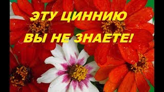 Селекционеры постарались и вывели эту необычную,дивную циннию.