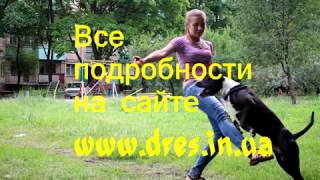 "Ко мне" как научить подходить собаку с первой команды? Обучение команде ко мне!