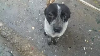 Крохотная собака просила у людей помощи
