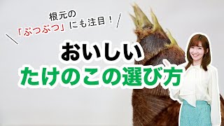 おいしいたけのこの見分け方　春が旬の食べ物