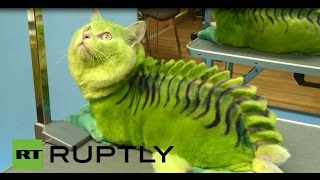 Russia: Meet Vas’ka, the green DRAGON cat