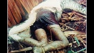 the world's biggest snake found alive!!! NEW 2013 !!! самая огромная змея в мире