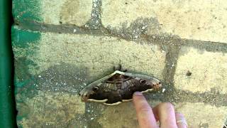 Giant butterfly Saturnia pear. Бабочка Павлиноглазка