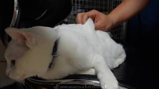 深夜寝る前に猫ハウス(音) cat house music live stream before nekomon sleep