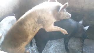 Mating Pigs