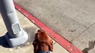 Teaching your dog to be less fearful of cars, loud noises, etc.