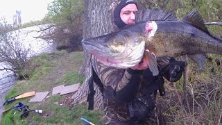 Подводная охота на Москва реке! Огромный клыкастый Судак! Макс Наумкин!