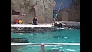 Show im Delfinarium Duisburg