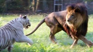 Big Cats in Slow Mo