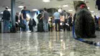 Cat on Leash in Airport